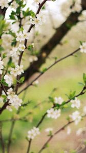 Preview wallpaper spring, flowering, cherry, garden
