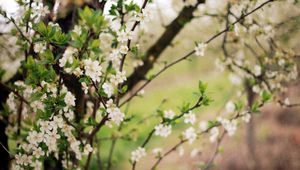 Preview wallpaper spring, flowering, cherry, garden