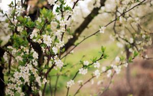 Preview wallpaper spring, flowering, cherry, garden