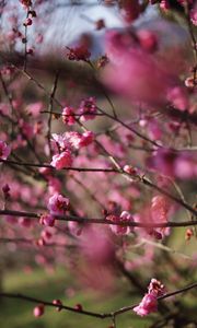 Preview wallpaper spring, flowers, buds, pink, branches, blur