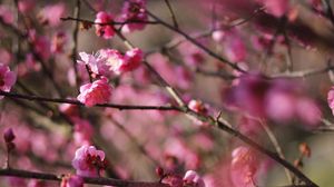 Preview wallpaper spring, flowers, buds, pink, branches, blur