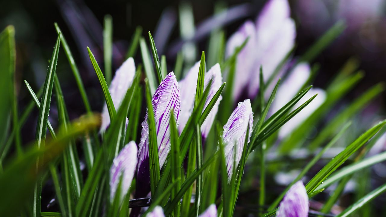 Wallpaper spring, flowers, grass, flowering