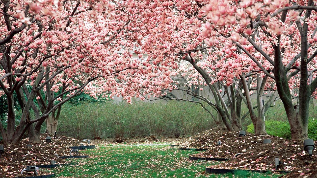 Wallpaper spring, garden, flowering, trees, pink