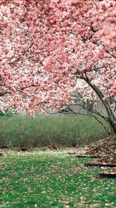 Preview wallpaper spring, garden, flowering, trees, pink