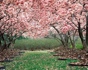 Preview wallpaper spring, garden, flowering, trees, pink
