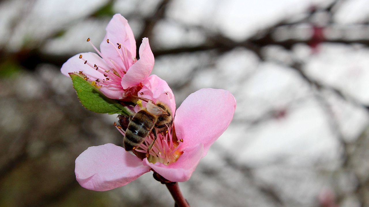 Wallpaper spring, peach, bee