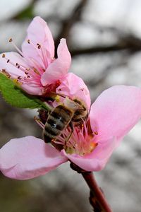 Preview wallpaper spring, peach, bee
