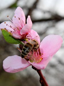 Preview wallpaper spring, peach, bee