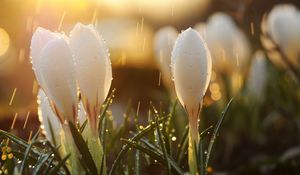 Preview wallpaper spring, snowdrops, flowers, buds, drops, sun, glare