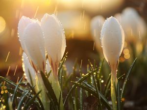 Preview wallpaper spring, snowdrops, flowers, buds, drops, sun, glare