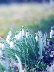 Preview wallpaper spring, snowdrops, grass, light, march