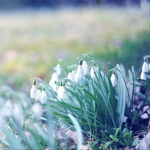 Preview wallpaper spring, snowdrops, grass, light, march
