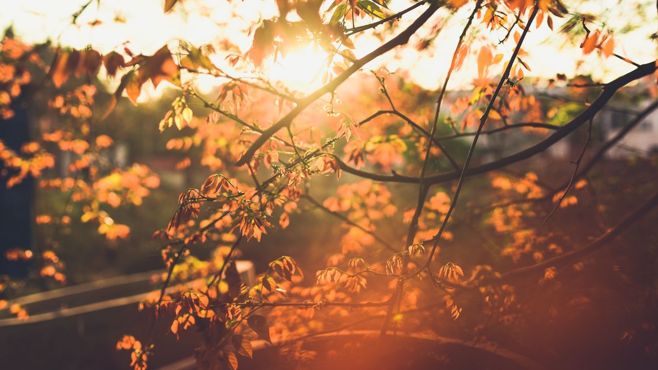 Wallpaper spring, sun, branch, leaves