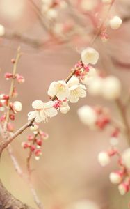 Preview wallpaper spring, tree, blossom, flowers