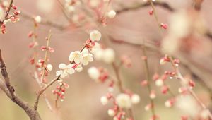 Preview wallpaper spring, tree, blossom, flowers