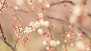 spring wallpaper widescreen