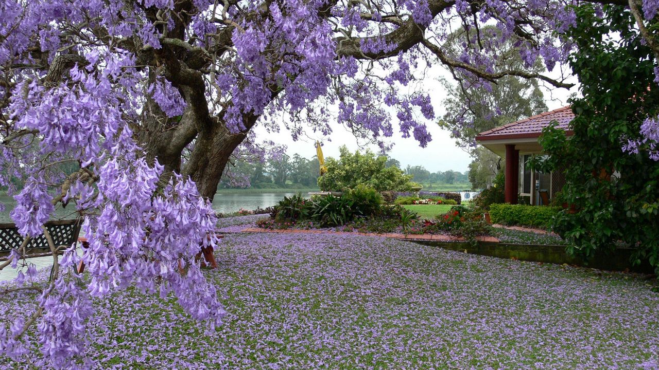 Wallpaper spring, tree, blossoms, petals, yard, garden, house