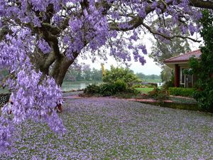 Preview wallpaper spring, tree, blossoms, petals, yard, garden, house