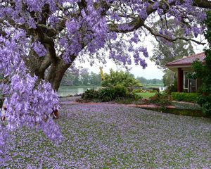 Preview wallpaper spring, tree, blossoms, petals, yard, garden, house