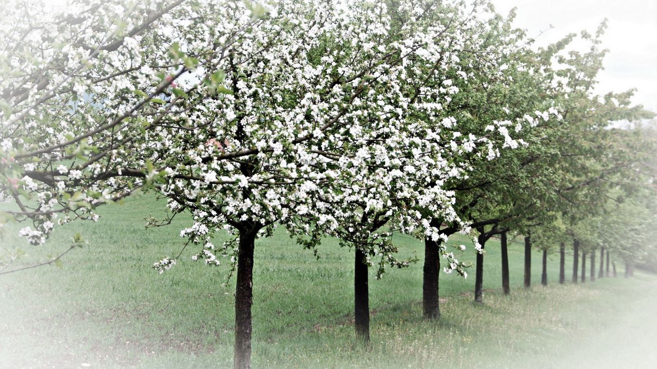 Wallpaper spring, trees, flowering, apple-trees, garden