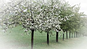 Preview wallpaper spring, trees, flowering, apple-trees, garden