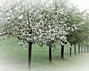 Preview wallpaper spring, trees, flowering, apple-trees, garden