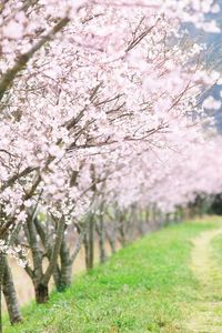 Preview wallpaper spring, trees, flowering, garden, road, country