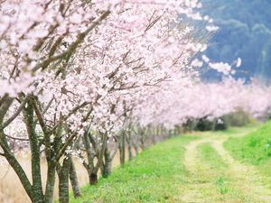 Preview wallpaper spring, trees, flowering, garden, road, country