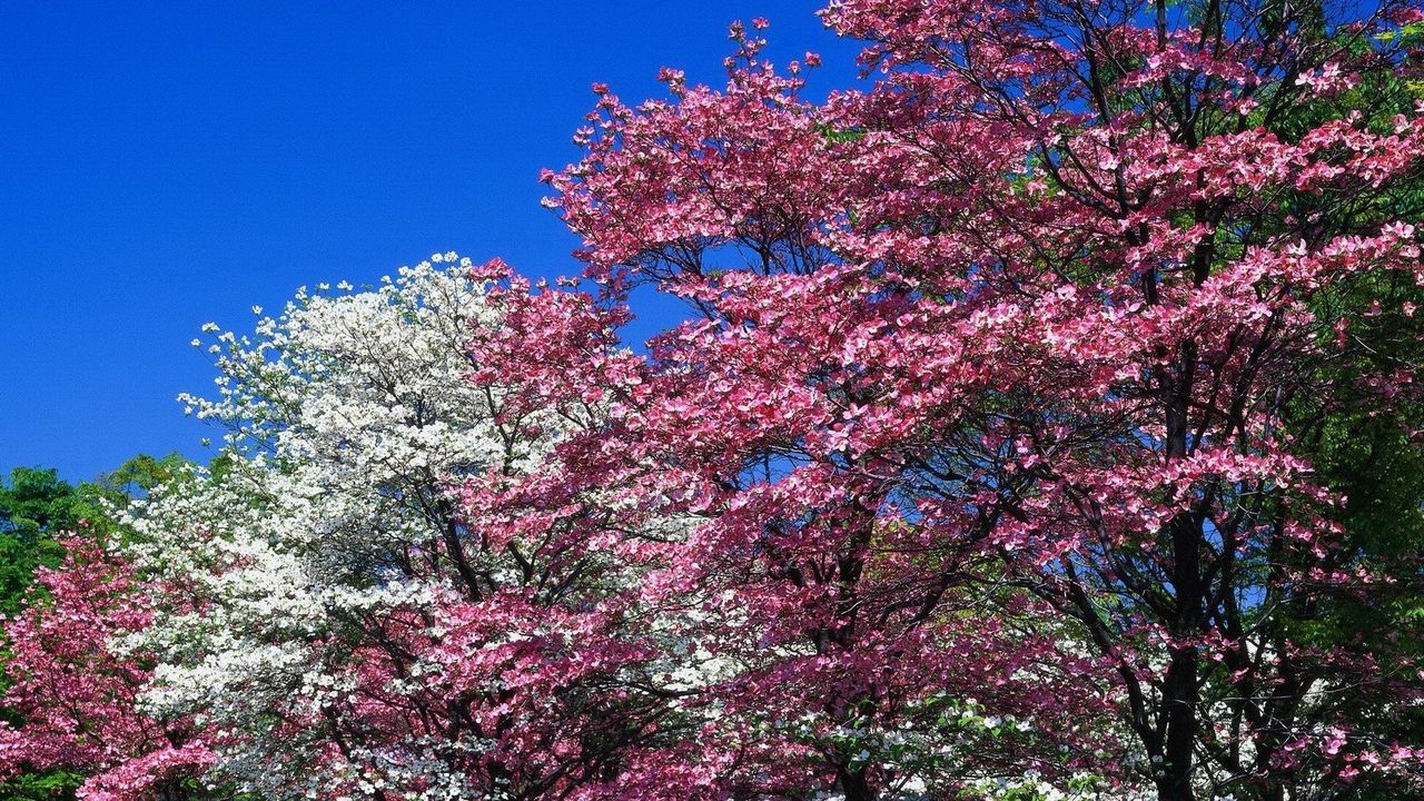 Wallpaper spring, trees, flowering, pink, white, flowers