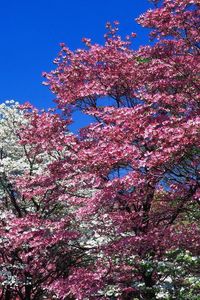 Preview wallpaper spring, trees, flowering, pink, white, flowers