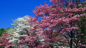 Preview wallpaper spring, trees, flowering, pink, white, flowers