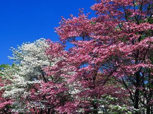 Preview wallpaper spring, trees, flowering, pink, white, flowers
