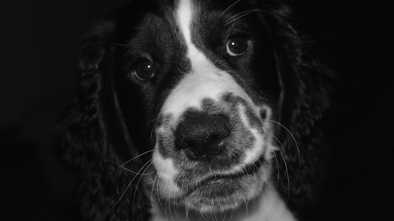 Wallpaper springer spaniel, dog, bw, spotted, pet