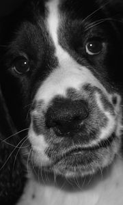 Preview wallpaper springer spaniel, dog, bw, spotted, pet