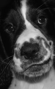 Preview wallpaper springer spaniel, dog, bw, spotted, pet