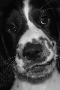 Preview wallpaper springer spaniel, dog, bw, spotted, pet