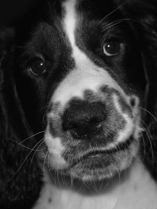 Preview wallpaper springer spaniel, dog, bw, spotted, pet