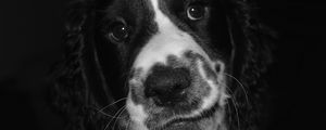 Preview wallpaper springer spaniel, dog, bw, spotted, pet