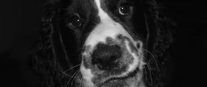 Preview wallpaper springer spaniel, dog, bw, spotted, pet