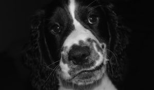 Preview wallpaper springer spaniel, dog, bw, spotted, pet