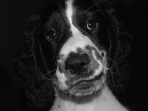 Preview wallpaper springer spaniel, dog, bw, spotted, pet