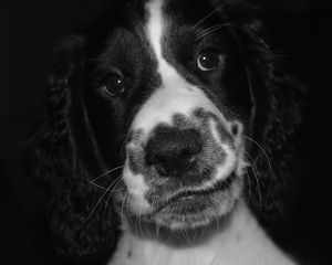 Preview wallpaper springer spaniel, dog, bw, spotted, pet