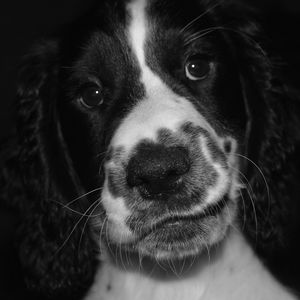 Preview wallpaper springer spaniel, dog, bw, spotted, pet