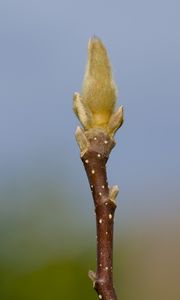 Preview wallpaper sprout, branch, blur, nature, macro