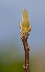 Preview wallpaper sprout, branch, blur, nature, macro