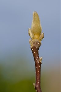 Preview wallpaper sprout, branch, blur, nature, macro