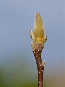 Preview wallpaper sprout, branch, blur, nature, macro