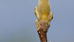 Preview wallpaper sprout, branch, blur, nature, macro