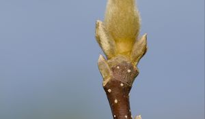 Preview wallpaper sprout, branch, blur, nature, macro