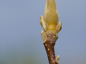 Preview wallpaper sprout, branch, blur, nature, macro